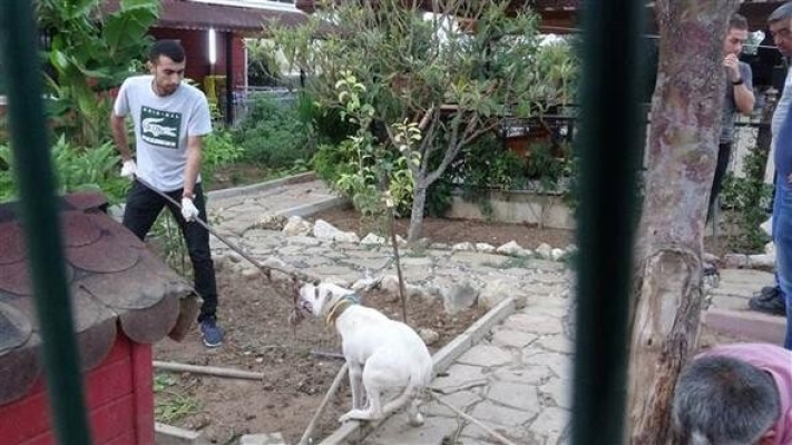 Çete liderinin pitbulla koruduğu villaya veterinerli baskın
