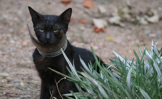 Kavanozlu kedi kurtarıldı