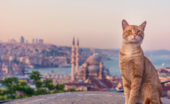 Kedilerin anayurdu Türkiye çıktı