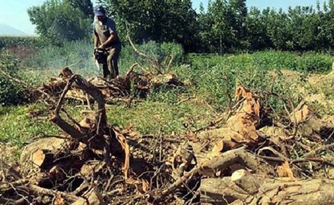 AKP şakanın dozunu aştı! Ciğerlerimizi söküyorlar: Bursa'da da ağaçlar kesiliyor