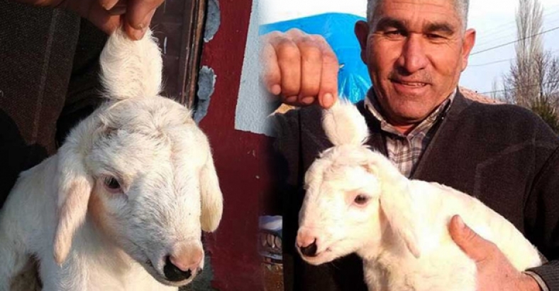 Kayseri'de 3 kulaklı kuzu şaşırttı