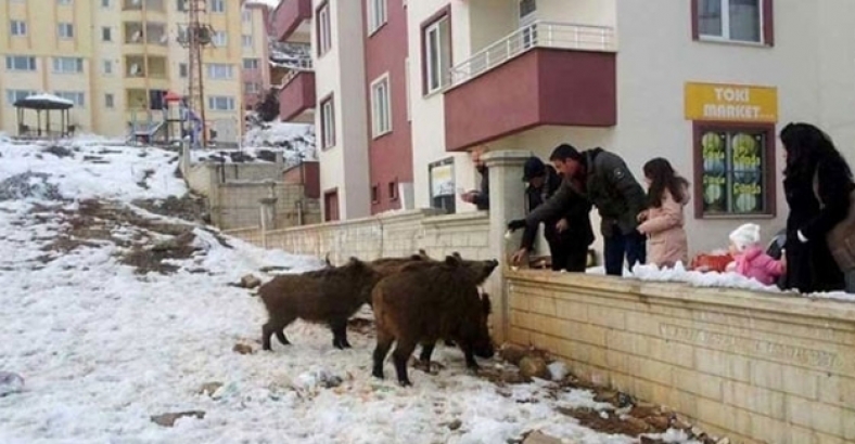 Tunceli'de vatandaşlar, şehre inen yaban domuzlarını besledi