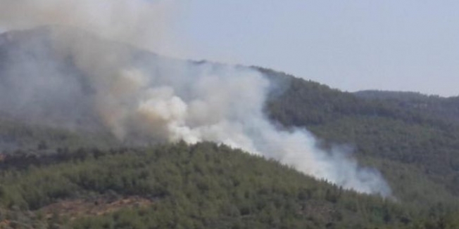 Milas'ta orman yangını