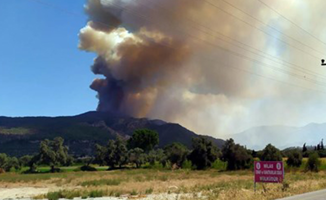 Milas’ta orman yangını