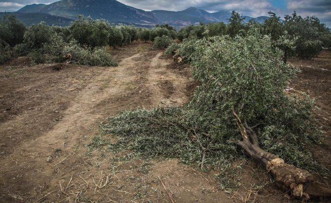11 bin zeytin ağacı katledilecek!