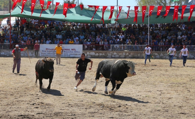 Güreşten kaçan boğalar seyircilerin arasına daldı