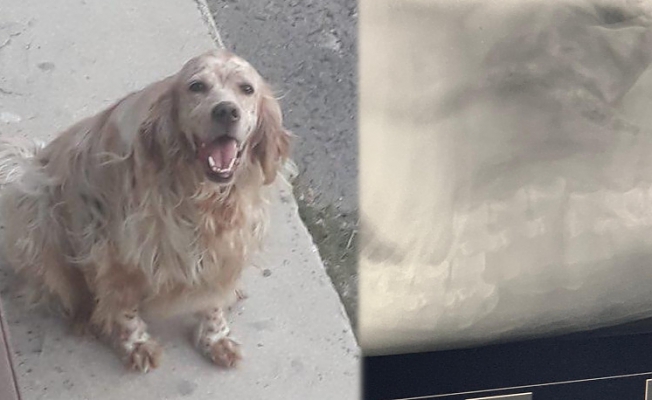 AKP Belediye Meclis Üyesi, köpeği defalarca ezerek öldürdü