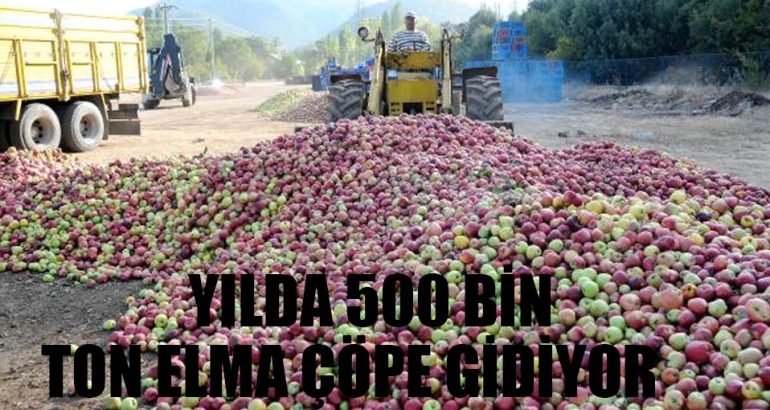 Yılda 500 bin ton elma çöpe gidiyor!