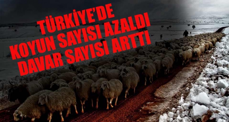 Türkiye'de davar sayısı arttı, koyun sayısı azaldı