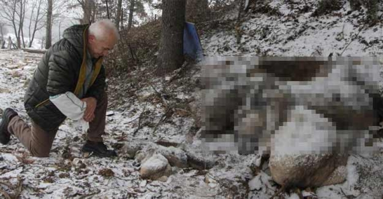 Köpekler birbirlerine sarılarak can verdi