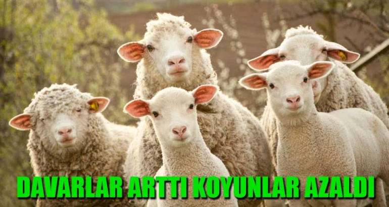 Davarlar arttı koyunlar azaldı