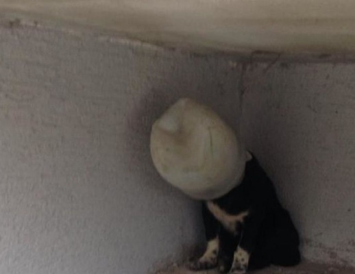 Kafasına turşu bidonu geçirildi: Çaresiz köpek saatlerce kurtarılmayı bekledi