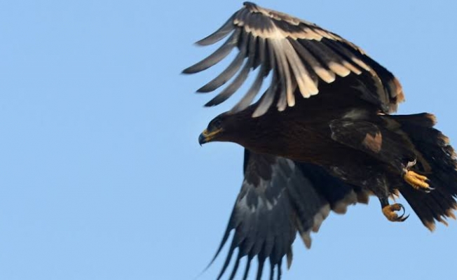 İran'dan mesaj gönderen kartal, uzmanları zora soktu