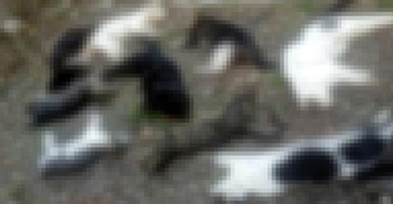Alanya'da 30 kedi zehirlenerek öldürüldü