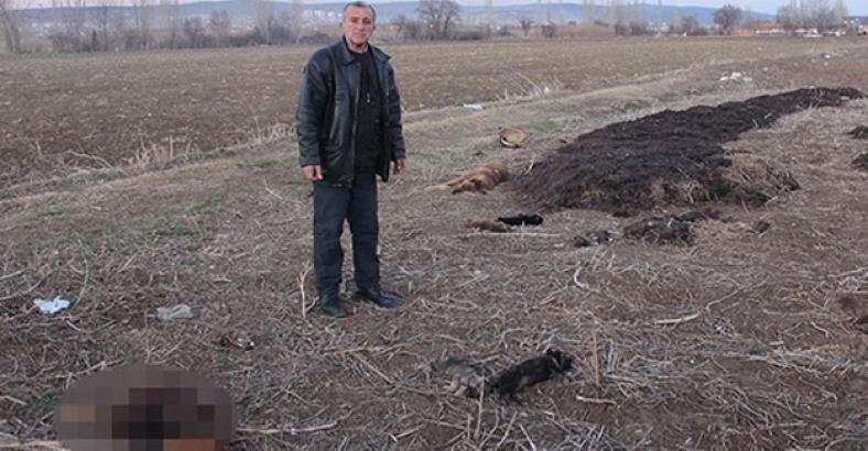 Kütahya'da 5'i yavru 9 köpek katledildi!