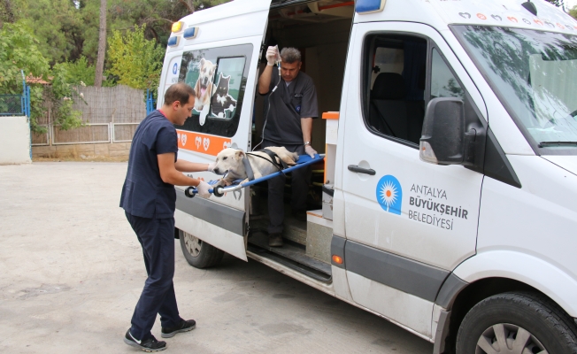 Hayvan ambulansları ölümleri azalttı