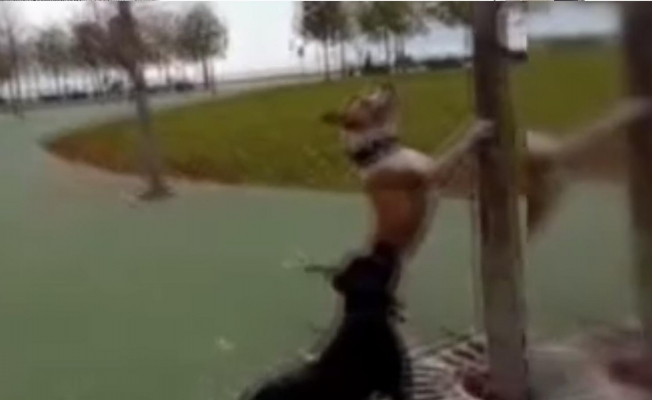 Kedileri köpeklere parçalatan şahıslar yakalandı