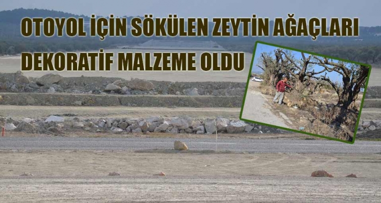Otoyol için sökülen zeytin ağaçları dekoratif oldu