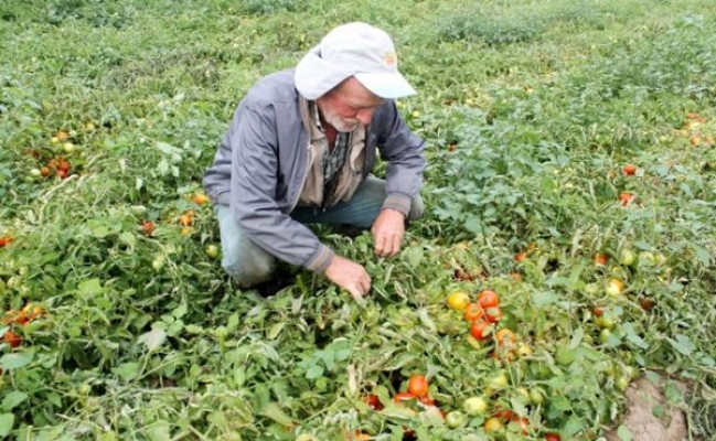 Çiftçinin borcu 16 yılda tam 48 kat arttı