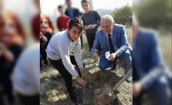 Öğrencilere burs olması için zeytin diktiler