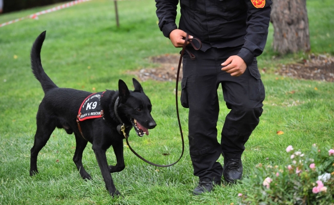 K-9 köpekleri lisans aldı