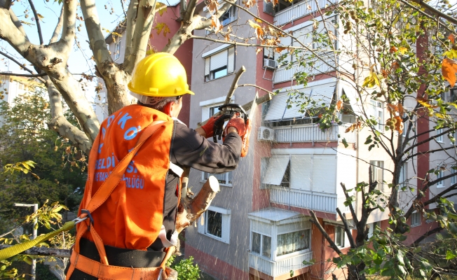 Kadıköy'de 5 bin ağaç budandı