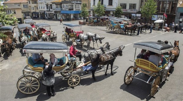 Korkutucu karantina: Büyükada'da 81 at gömüldü!