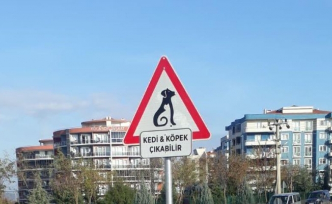 Dikkat kedi çıkabilir