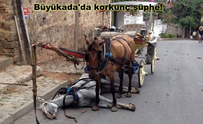 Adalar Belediye Başkanı: 'Yeni sistem arayışındayız'