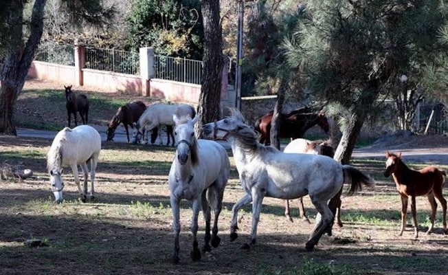Bolu'da 'ruam' karantinası