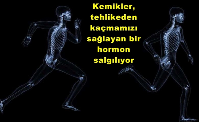 Savaş ya da kaç!