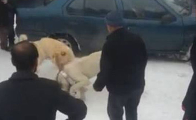 Köpek dövüştürene yüklü ceza