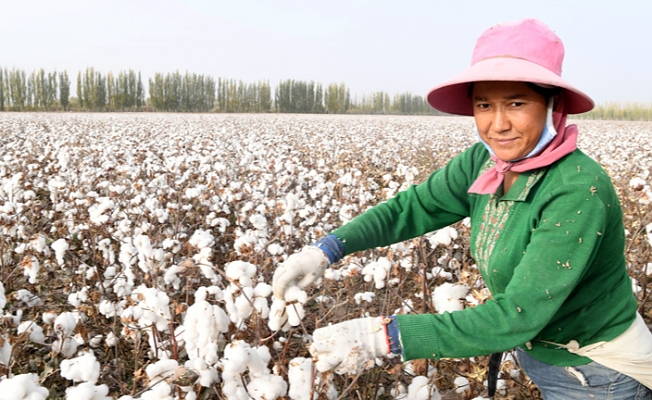 Uygur, Çin'in pamuk üretiminde başı çekiyor