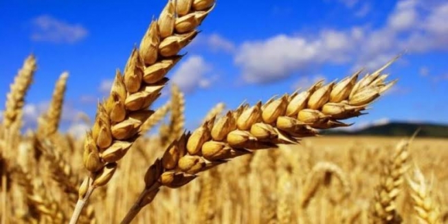 Dünya'ya arpa satarken Suriye'den arpa alır duruma geldik