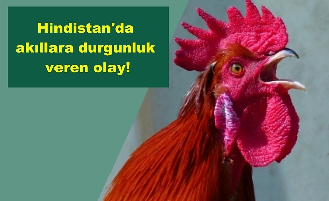 Horozun bıçakladığı adam öldü!