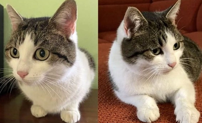 Bu kedi 320 bin dolar!