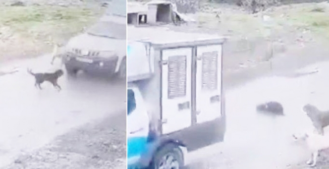 Köpeği ezen belediye çalışanı kovuldu