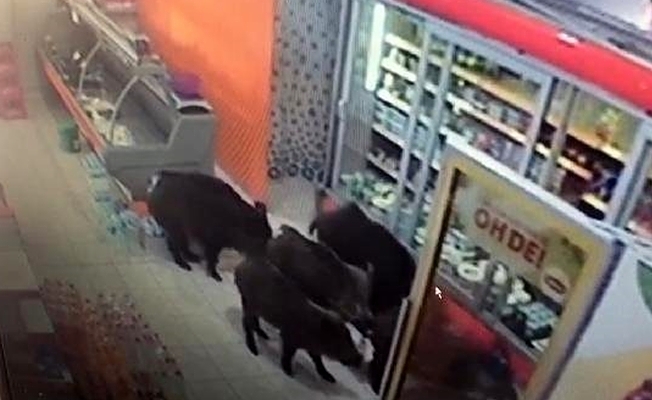 İnegöl'ü domuzlar bastı!