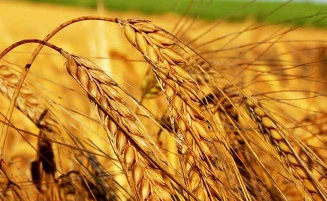 Rusya, Türkiye ile tahıl ihracatını görüşecek