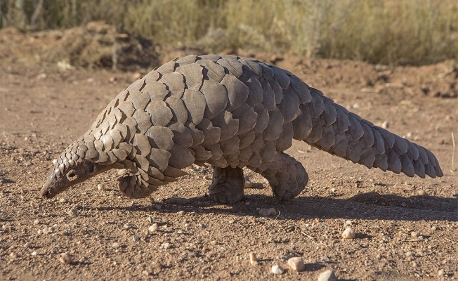 'Yeni salgın pangolinden çıkabilir'