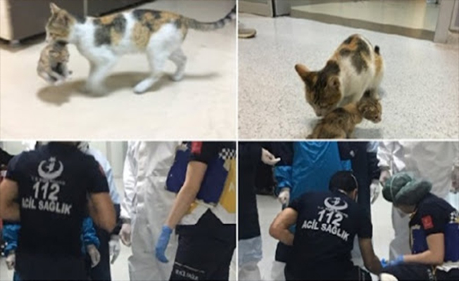 Anne kedi hasta yavrusunu acile böyle götürdü