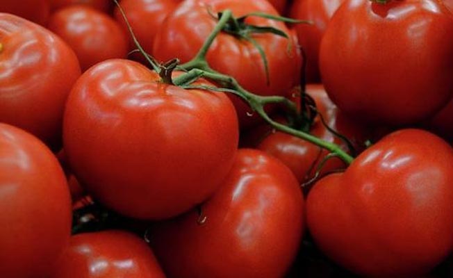 Rusya 1 ton Türk domatesini imha etti!