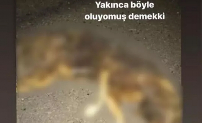 İzmir'de köpek yakan kişinin ifadesi ortaya çıktı