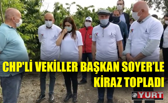CHP'li vekiller Başkan Soyer’le hasatta