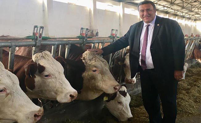 ‘Taşıyıcı anne’ diye ithal edilen sığırlar kasaplık et oldu