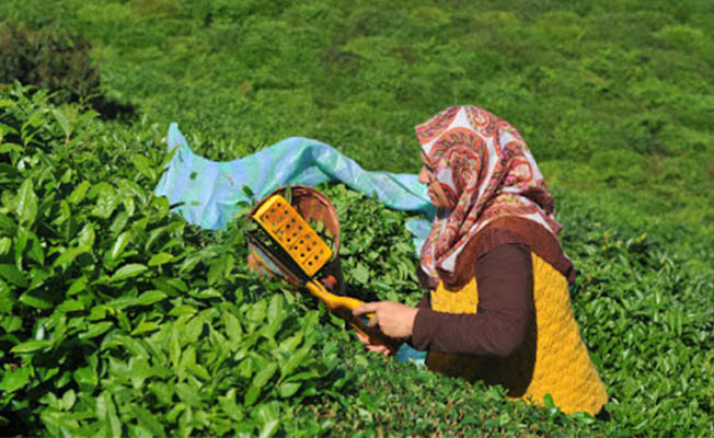 Rize'ye gidiş geliş 1 çay parası