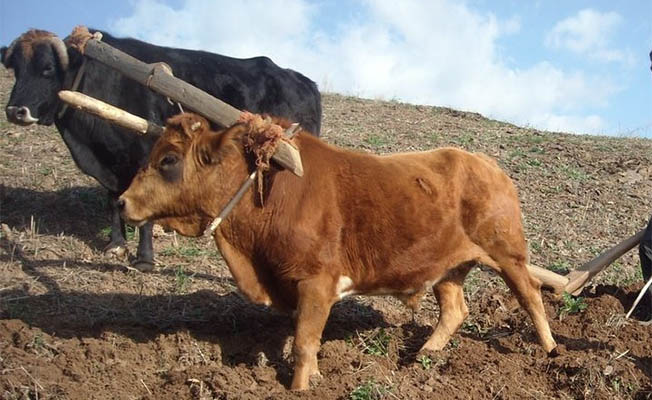 Pancar tarlama öküz girdi kavgası