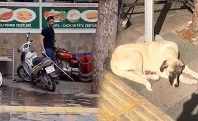 Köpeği sopayla döven kişiye , barınak cezası