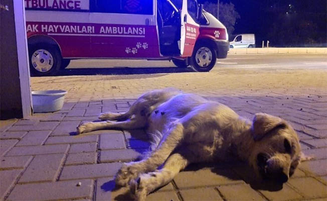Bodrum'da arabanın çarpıp kaçtığı hamile köpek,hamile köpek ve 8 yavrusu öldü