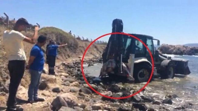 Urla’da yunus katliamı mı var?